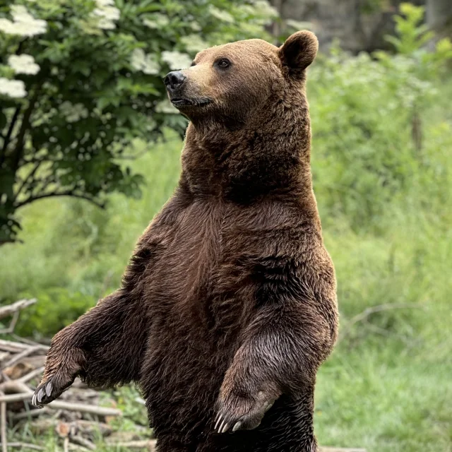 Ours brun à voir au Parc'Ours à Borce en vallée d'Aspe, Pyrénées béarnaises