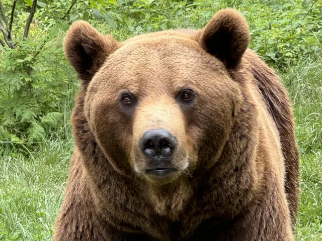 Ours brun à voir au Parc'Ours à Borce en Vallée d'Aspe, Pyrénées béarnaises