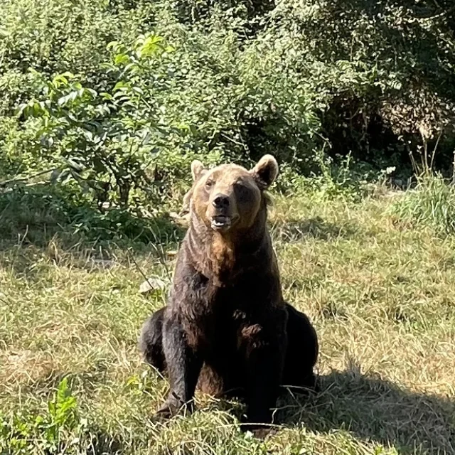 Ours brun à voir au Parc'Ours à Borce en Vallée d'Aspe, Pyrénées béarnaises