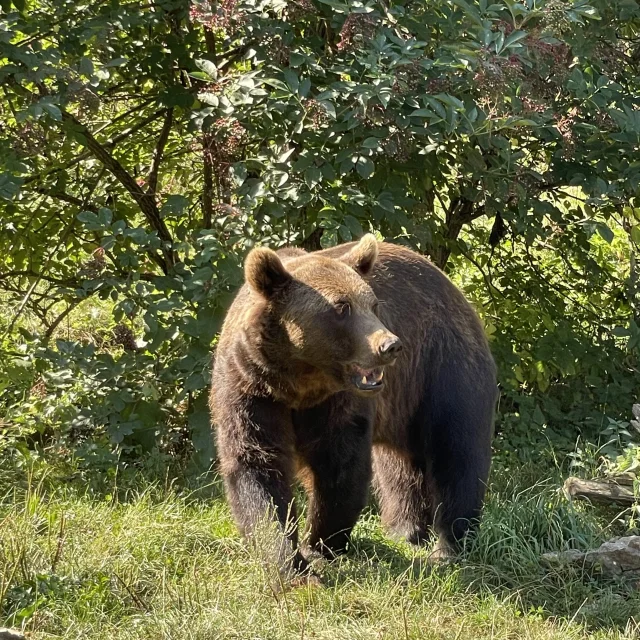 Ours brun à voir au Parc'Ours à Borce en Vallée d'Aspe, Pyrénées béarnaises