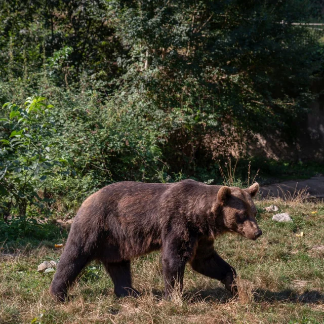 Ours brun à voir au Parc'Ours à Borce en Vallée d'Aspe, Pyrénées béarnaises