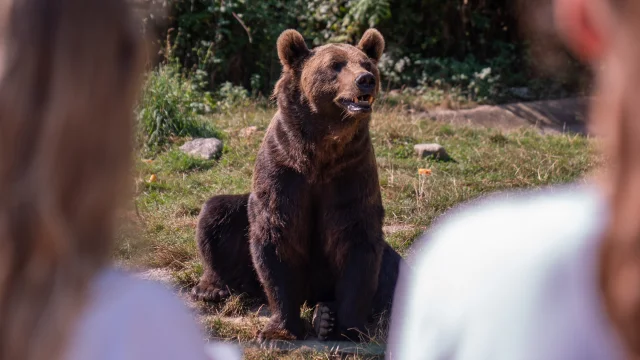 Ours brun à voir au Parc'Ours à Borce en Vallée d'Aspe, Pyrénées béarnaises