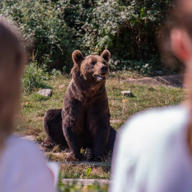 Ours brun à voir au Parc'Ours à Borce en Vallée d'Aspe, Pyrénées béarnaises
