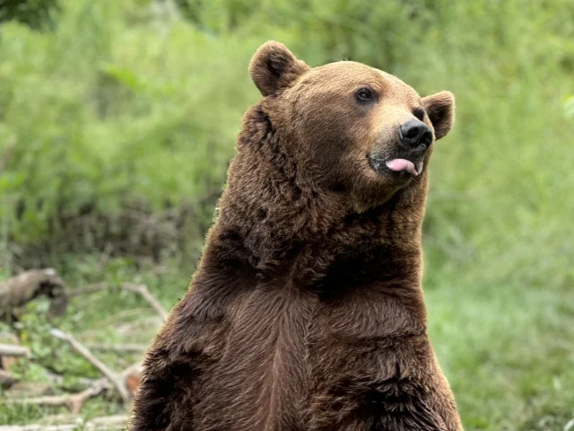 Ours brun à voir au Parc'Ours à Borce en Vallée d'Aspe, Pyrénées béarnaises