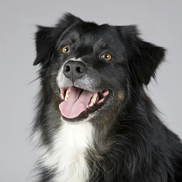 Chien