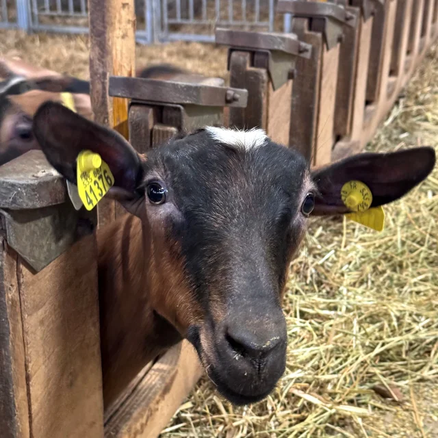 Chevre