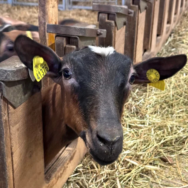 Chevre