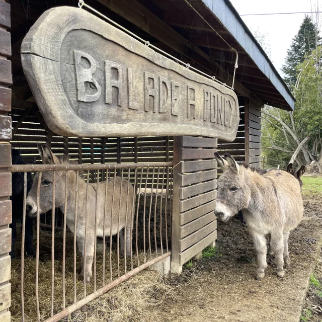 Des Plumes Et Des Pattes Balade A Poney
