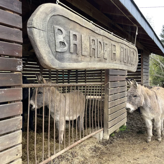 Des Plumes Et Des Pattes Balade A Poney Othb