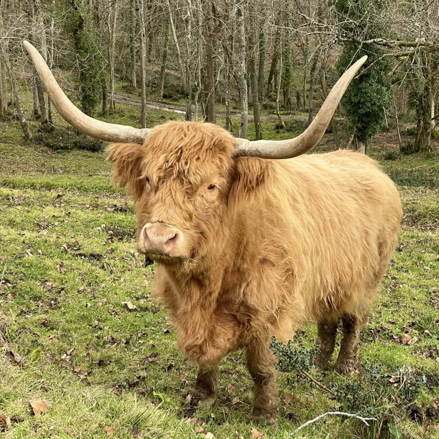 Des Plumes Et Des Pattes Vache Highland