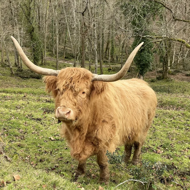Des Plumes Et Des Pattes Vache Highland Othb