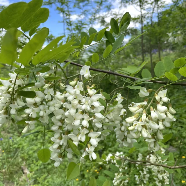 Arbre En Fleur