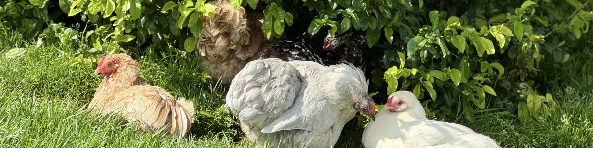 Poulailler Des Plumes Et Des Pattes