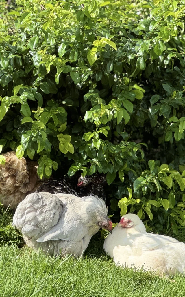 Poulailler Des Plumes Et Des Pattes
