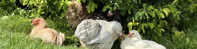 Poulailler Des Plumes Et Des Pattes