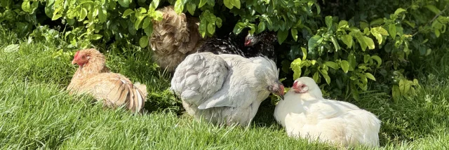 Poulailler Des Plumes Et Des Pattes