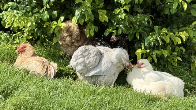 Poulailler Des Plumes Et Des Pattes