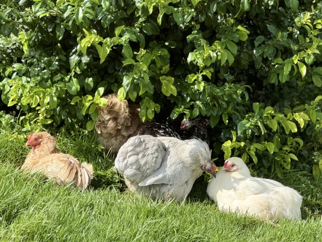 Poulailler Des Plumes Et Des Pattes