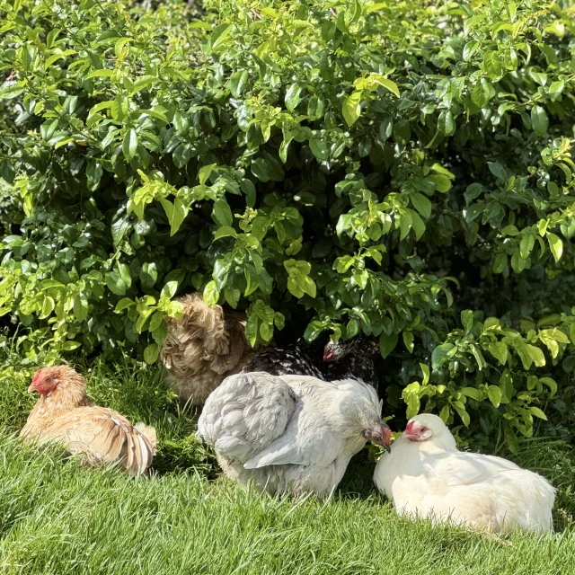 Poulailler Des Plumes Et Des Pattes