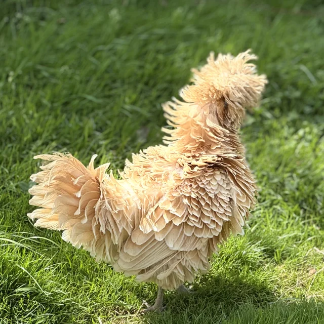 Poule Des Plumes Et Des Pattes
