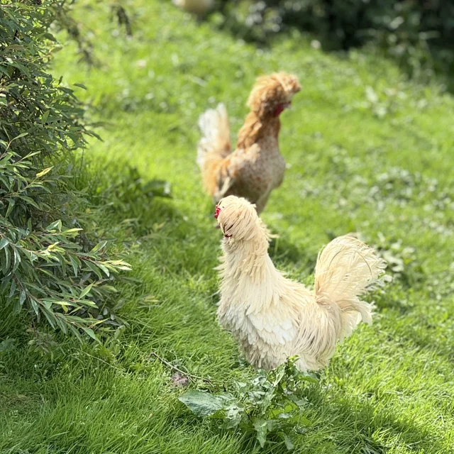 Poules