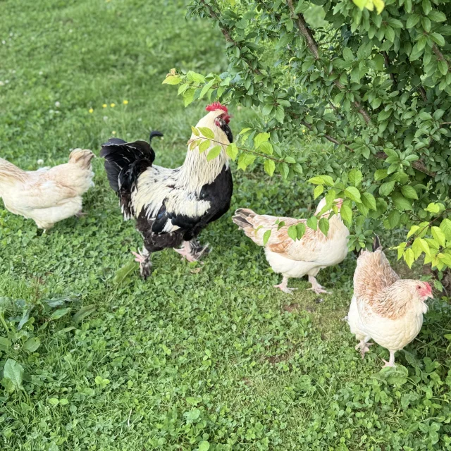 Poulets