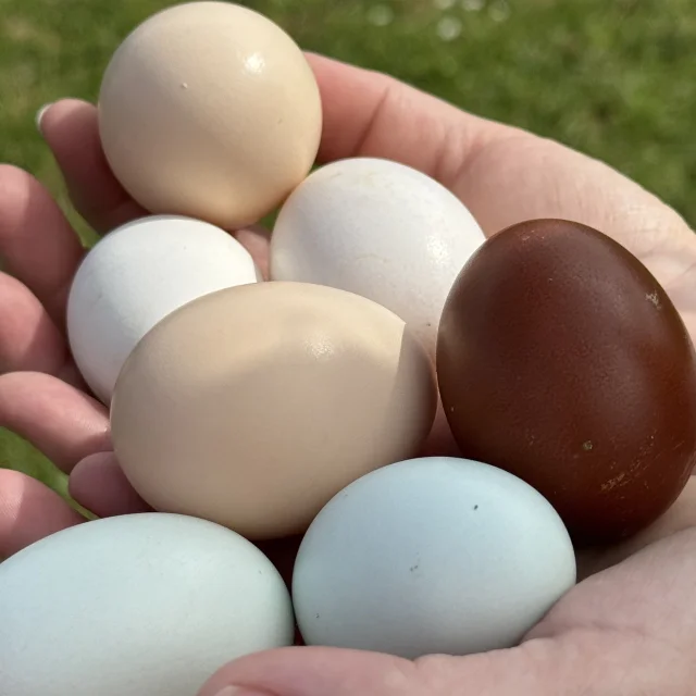 Oeufs Fermiers