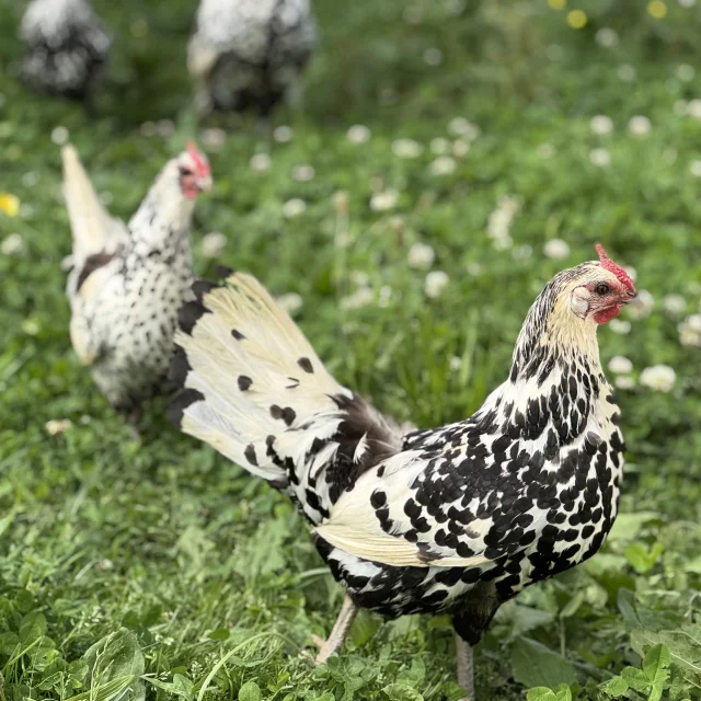 Coq Et Poules
