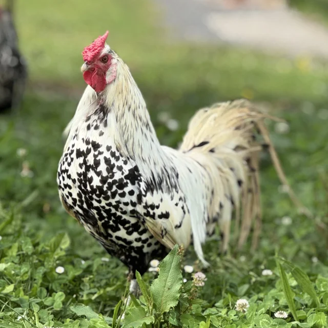 Coq De Basse Cour