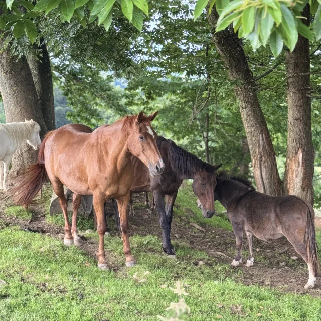Chevaux