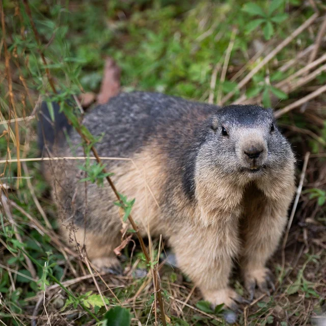 Marmotte