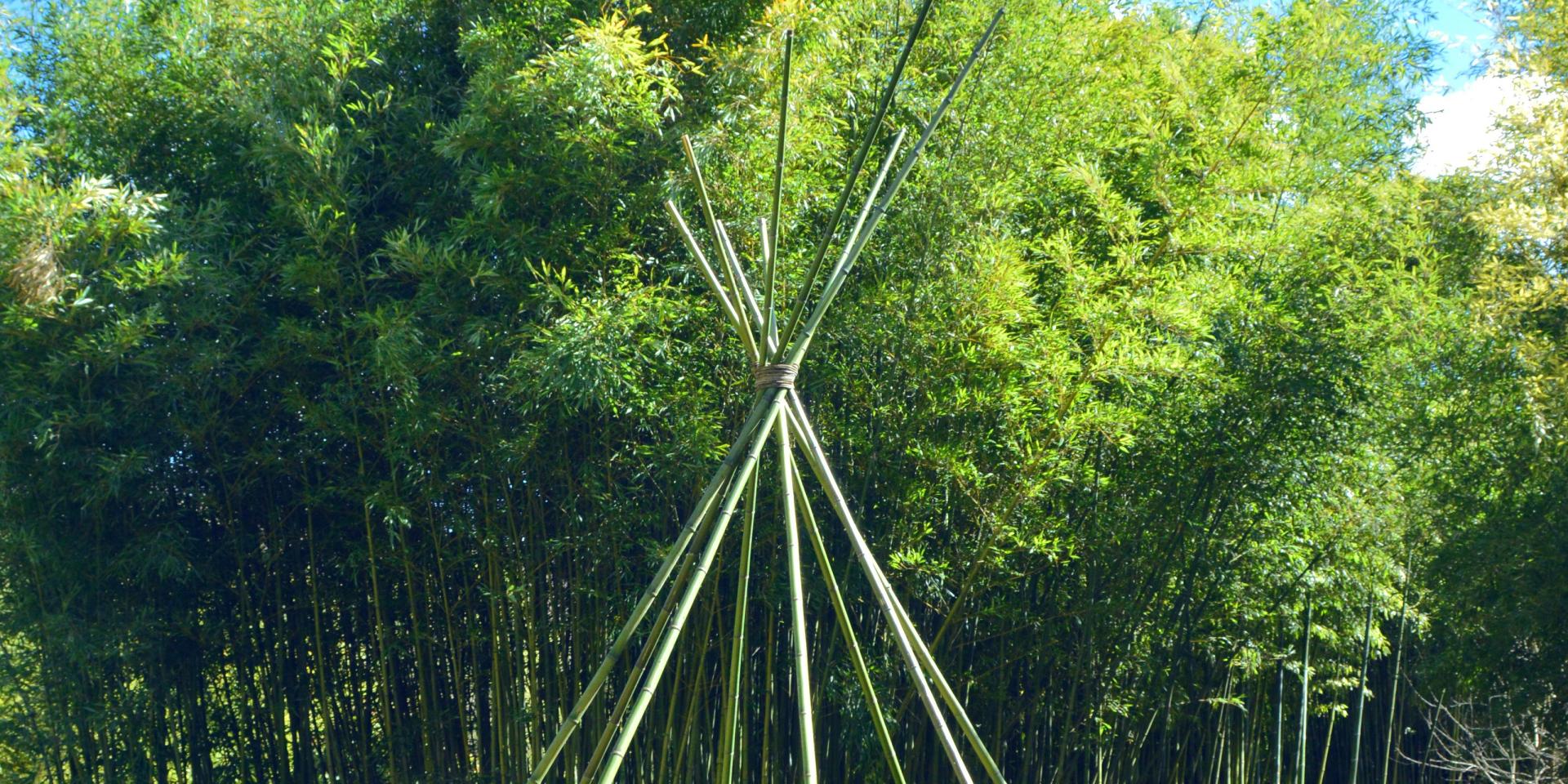 photo bamboo 2