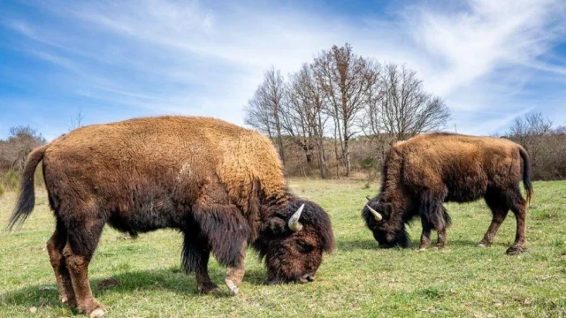La Ferme Aux Bisons 2