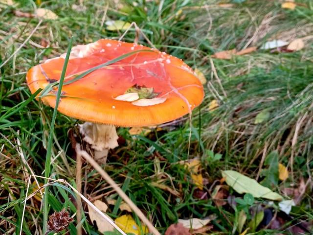 champignon
