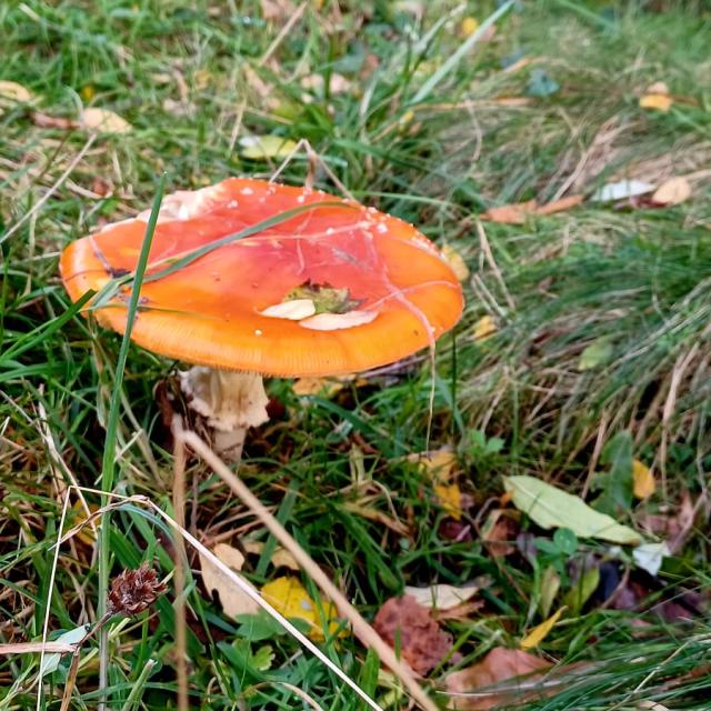 champignon
