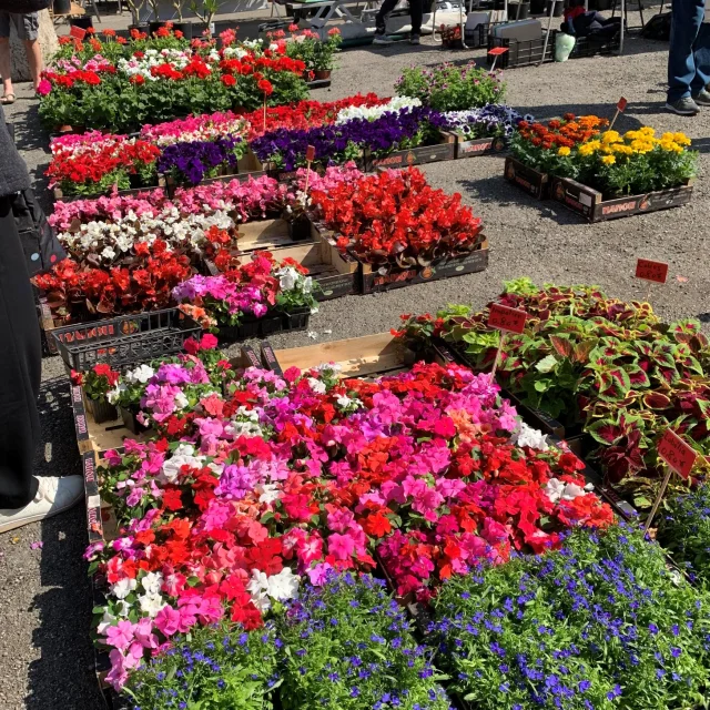 Marché aux fleurs 2024