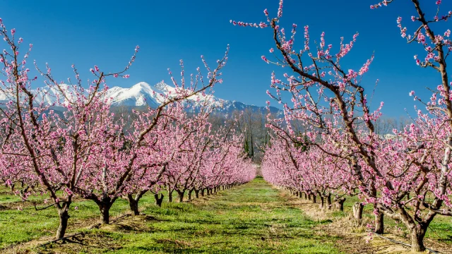 Vergers de pêchers en fleurs dans les Pyrénées-Orientales, aux pieds du massif du Canigó enneigé sous un ciel bleu.