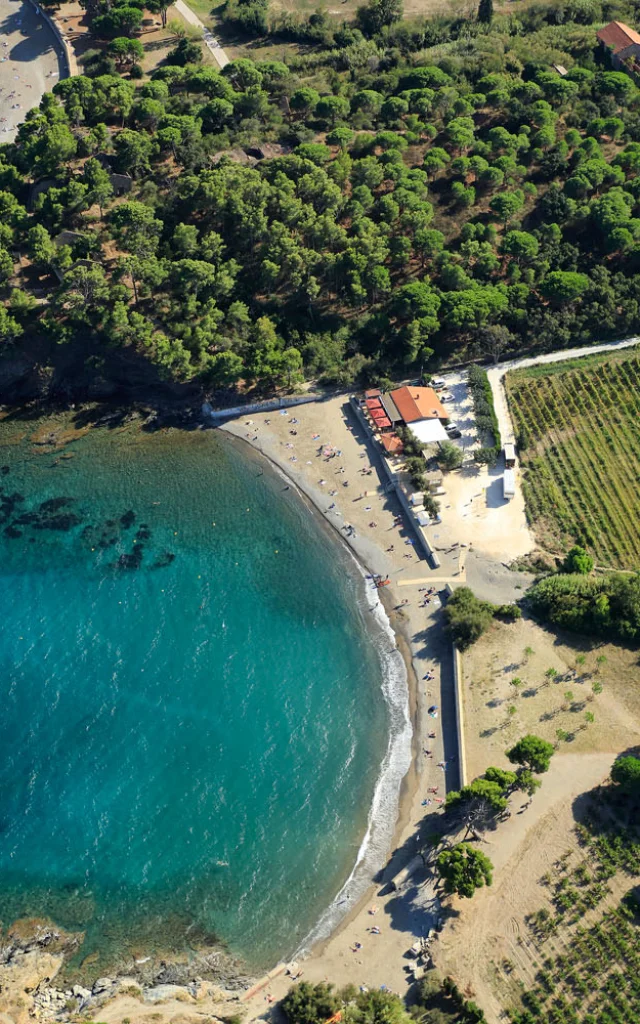 Vue aérienne de la baie de Paulilles dans les Pyrénées-Orientales, avec sa plage bordée de pins et de vignes plongeant vers la mer turquoise.