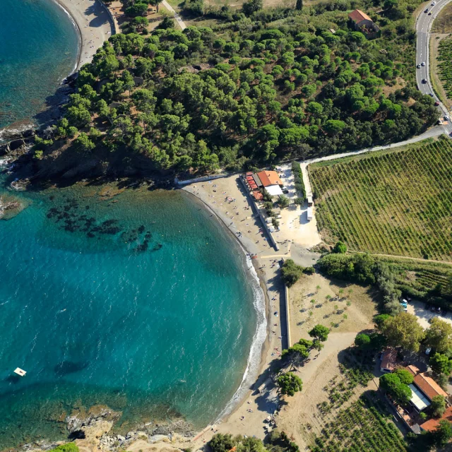 Vue aérienne de la baie de Paulilles dans les Pyrénées-Orientales, avec sa plage bordée de pins et de vignes plongeant vers la mer turquoise.