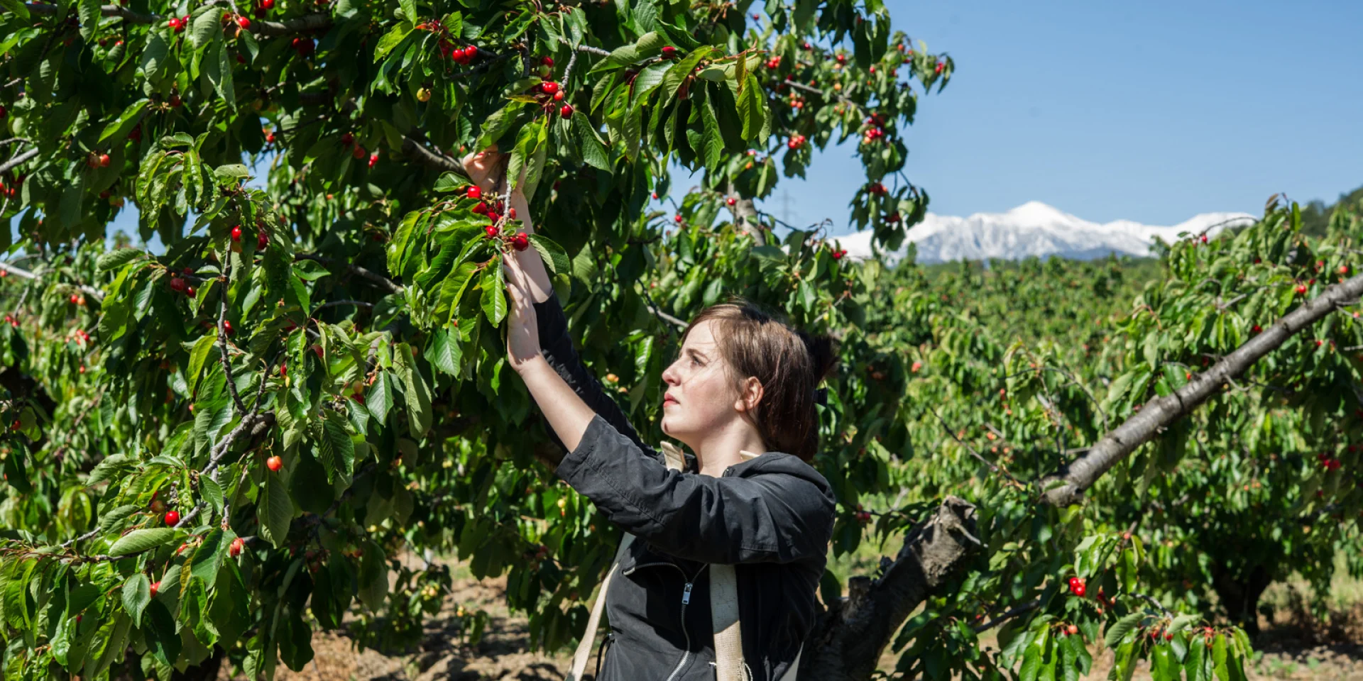 Cueillette des cerises à Céret