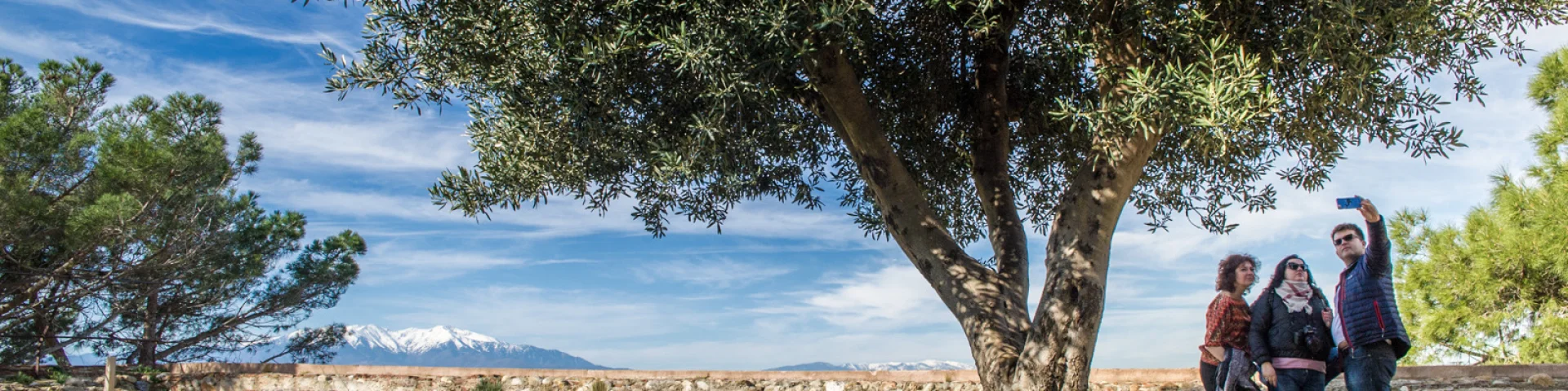 Trois visiteurs prennent une photo sous un olivier dans les jardins du Palais des Rois de Majorque à Perpignan, avec le Canigó enneigé en arrière-plan.