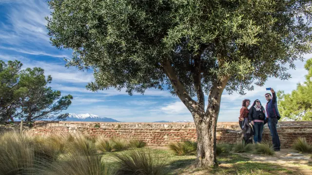 Trois visiteurs prennent une photo sous un olivier dans les jardins du Palais des Rois de Majorque à Perpignan, avec le Canigó enneigé en arrière-plan.
