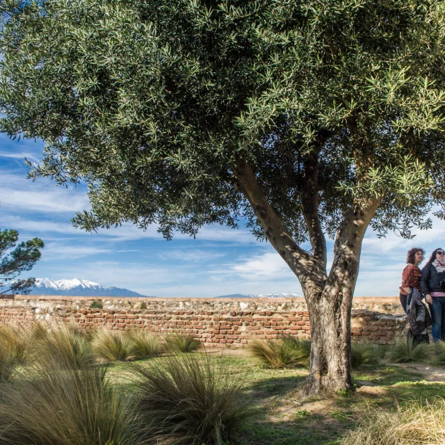 Trois visiteurs prennent une photo sous un olivier dans les jardins du Palais des Rois de Majorque à Perpignan, avec le Canigó enneigé en arrière-plan.