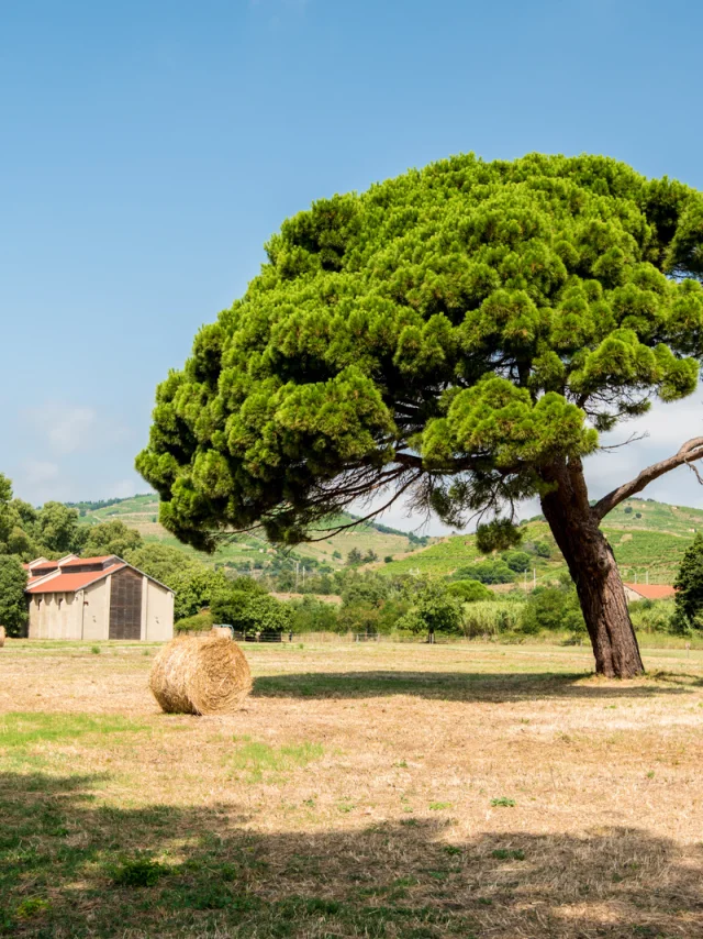 Paysage du site classé de Paulilles avec un grand pin parasol au premier plan, des bottes de foin dispersées dans un champ et des collines verdoyantes en arrière-plan.