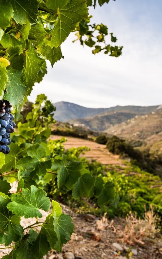 Grappe de raisin noir mûr accrochée à la vigne, dans un paysage vallonné de la Côte Vermeille sous un ciel clair.