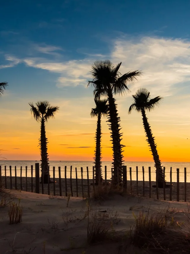 Coucher de soleil sur une plage bordée de palmiers et de dunes dans les Pyrénées-Orientales.