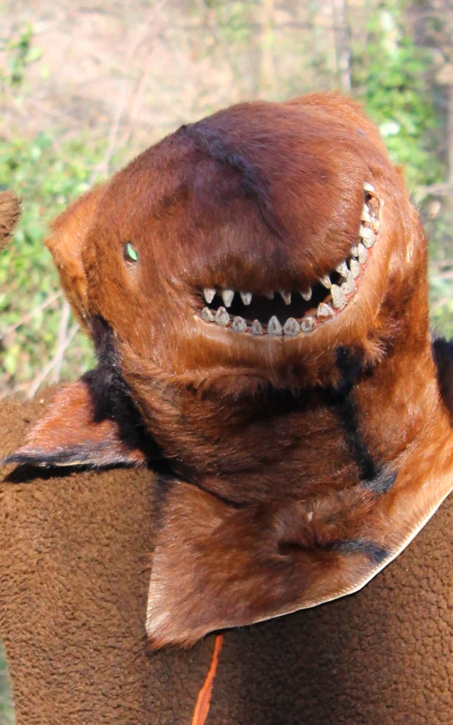Personnage vêtu d’un costume d’ours levant les bras pendant la Fête de l’Ours, tradition populaire du Vallespir.