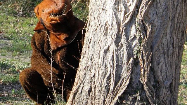 Personnage déguisé en ours lors de la Fête de l’Ours, caché derrière un arbre dans un décor naturel des Pyrénées.