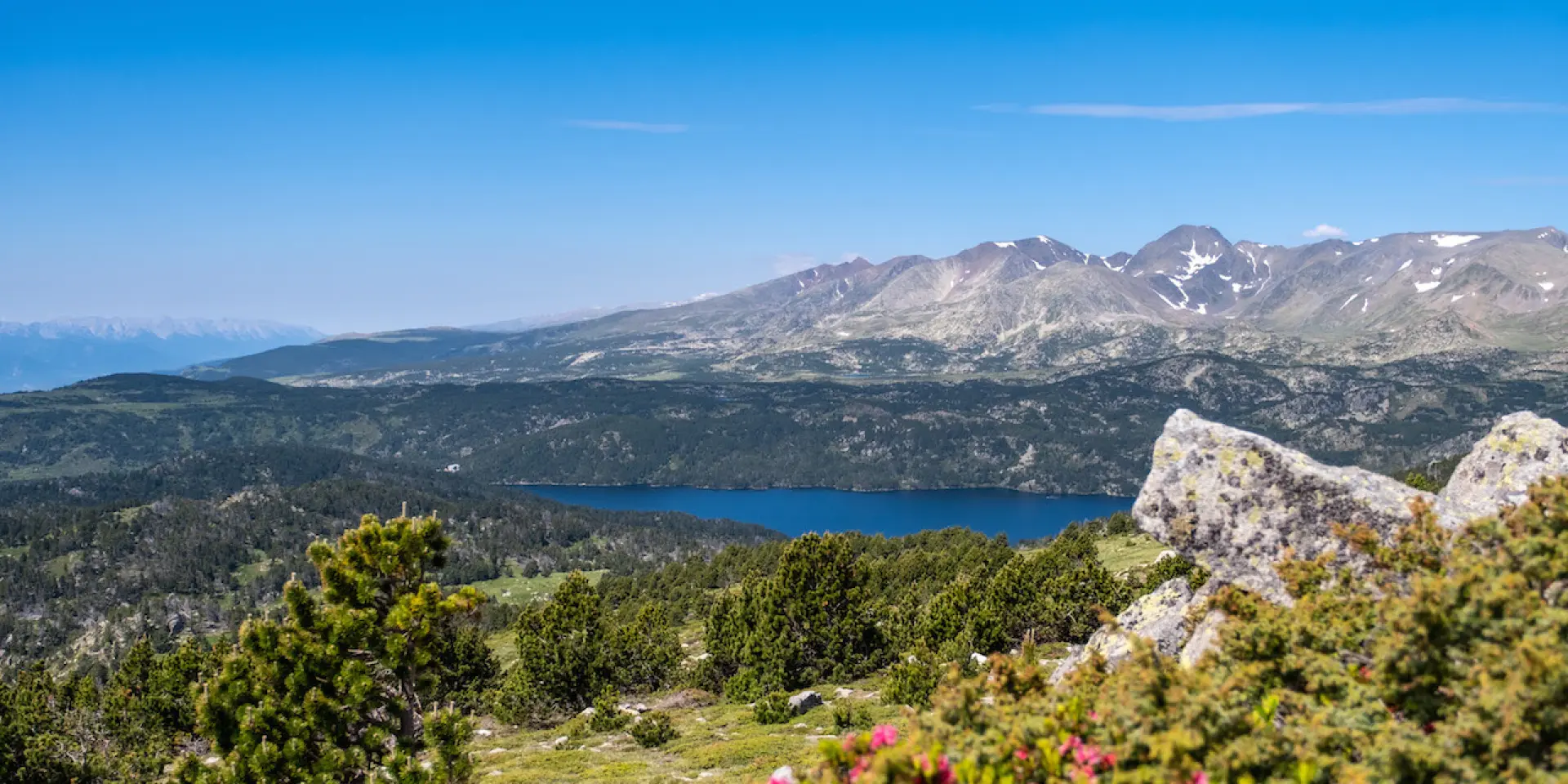 Vue panoramique sur le lac des Bouillouses entouré de pins et de montagnes dans les Pyrénées-Orientales, avec quelques fleurs roses au premier plan.