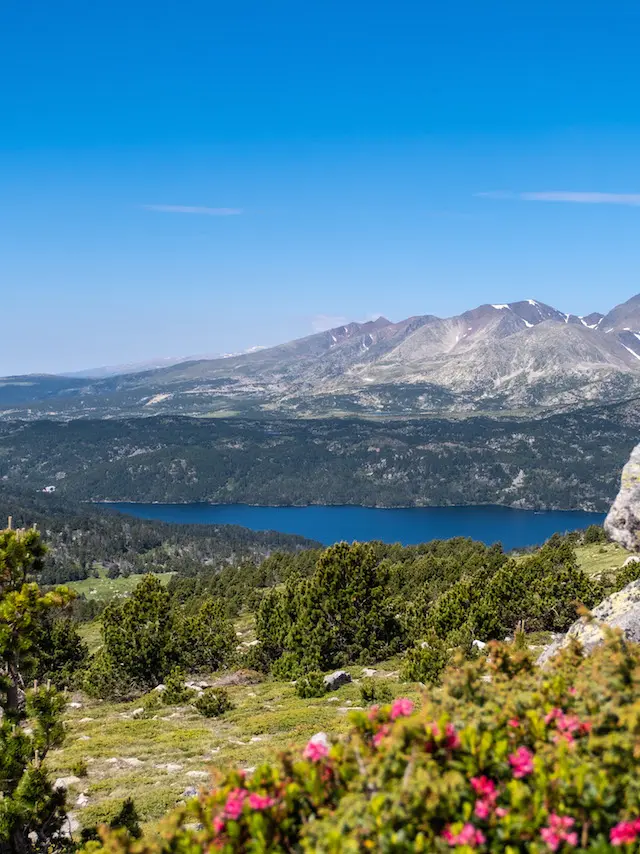 Vue panoramique sur le lac des Bouillouses entouré de pins et de montagnes dans les Pyrénées-Orientales, avec quelques fleurs roses au premier plan.
